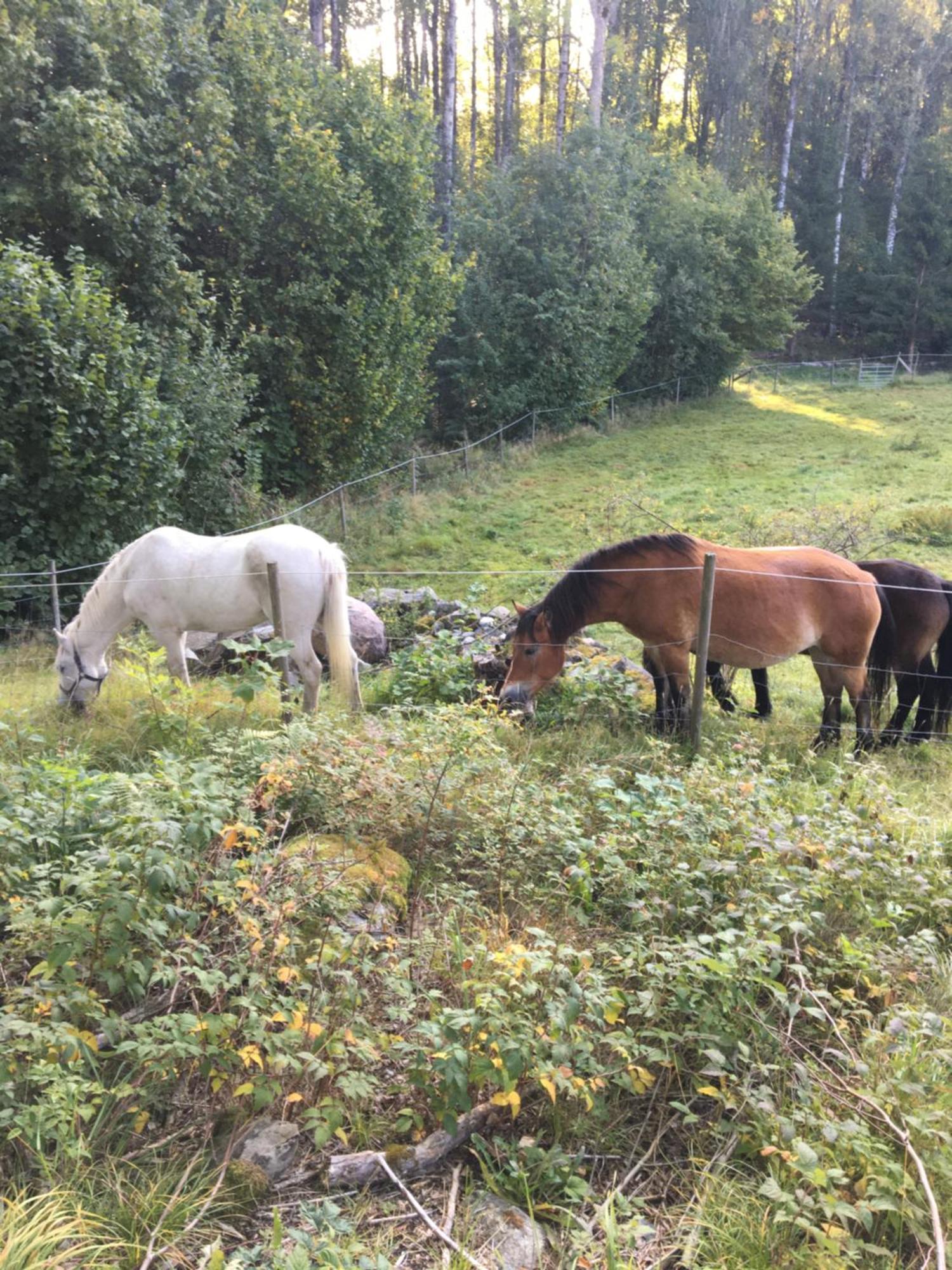 Henneviken BnB Ed Eksteriør bilde